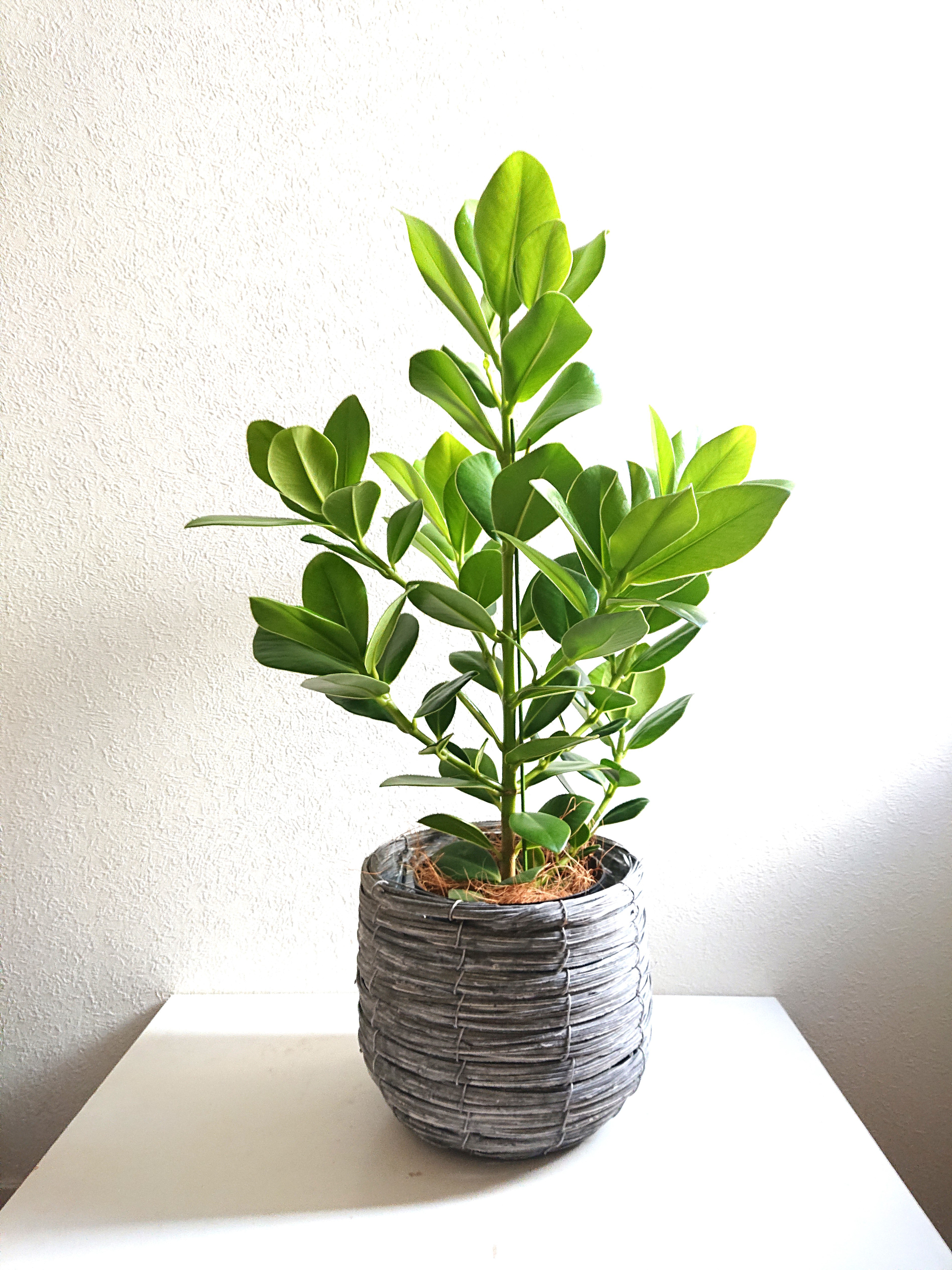 ●数量限定●新作●　希少　”クルシアロゼアプリンセス　鉢カバーセット（ライトグレー）”観葉植物　ギフト　プレゼント