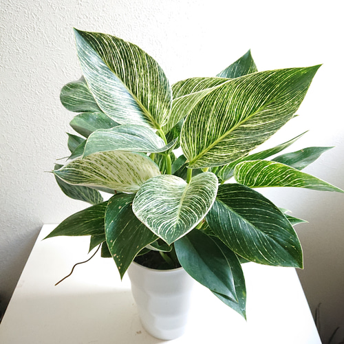 ○数量限定○新作○ 希少 大株 美樹形 ”フィロデンドロン・バーキン 6  