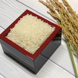 丹波篠山産コシヒカリ　R6年産 丹波篠山産コシヒカリ R6年産