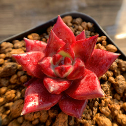 95 #多肉植物ア工オ二ウム錦❤️朝霞錦*NIKA セッカ❤️6cm拨き苗 95 #多肉植物ア工オ二ウム錦❤️朝霞錦*NIKA セッカ❤️