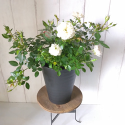 鉢花 ERIRA 再入荷鉢花 ダリア マキシ シリーズ 5号 タンピコ サリナス エミリオ