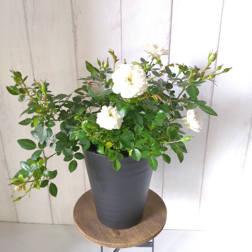 現品】ミニバラ【グリーンアイス】大株 花苗 花鉢 高級セラアート鉢 5