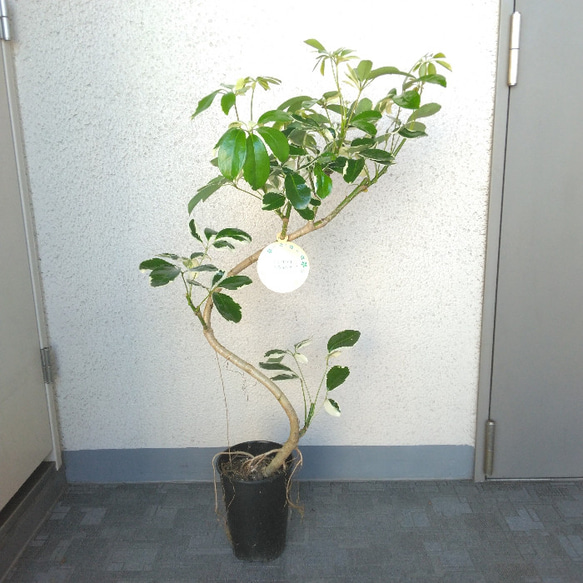 現品　シェフレラ　気根　4番　曲がり　観葉植物　人気　インテリアグリーン　斑入り 現品 シェフレラ 気根 4番 曲がり 観葉植物 人気 インテリア