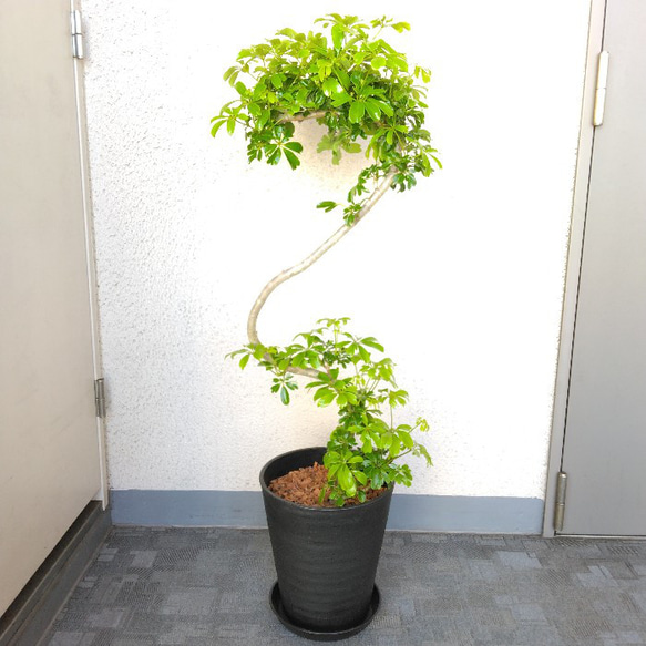 希少】観葉植物 シェフレラレナータ 曲がり仕立て 大型 レア