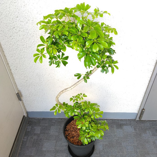 現品】シェフレラ【レナータ曲がり 観葉植物 樹形綺麗 高さ105 現品】シェフレラ【レナータ曲がり 観葉植物 樹形綺麗 高さ105
