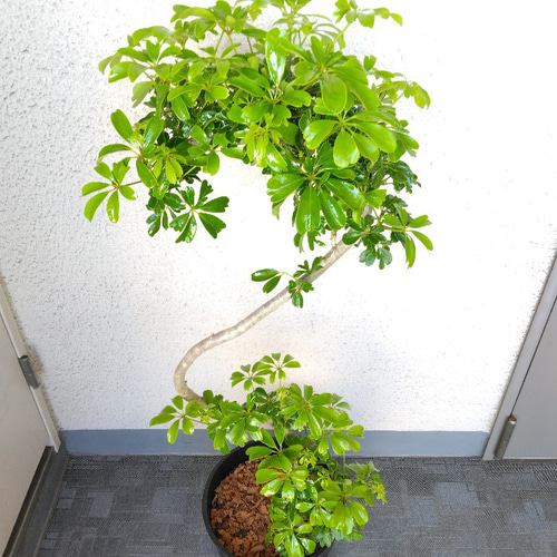 現品】シェフレラ【レナータ曲がり 観葉植物 樹形綺麗 高さ105