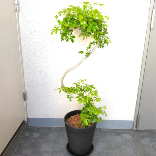 観葉植物 シェフレラ レナータ 8号 | Plant Hunt（プラントハント）