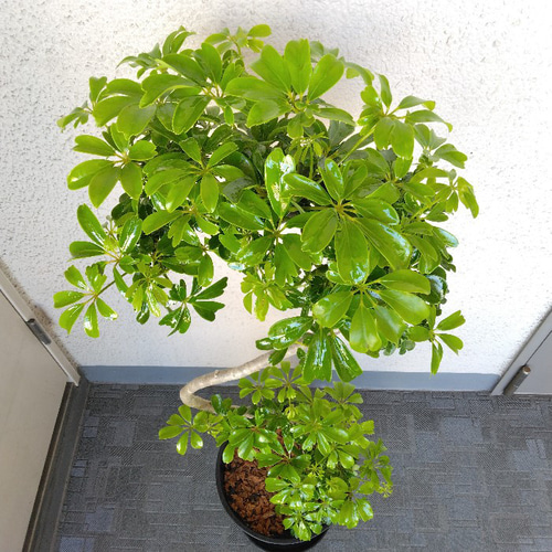 現品】シェフレラ【レナータ曲がり 観葉植物 樹形綺麗 高さ105 現品】シェフレラ【レナータ曲がり 観葉植物 樹形綺麗 高さ105