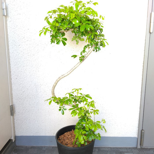 現品］シェフレラ カポック 曲がり 7号 観葉植物 室内 陶器鉢