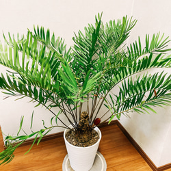 ザミア　フロリダーナ　8号鉢つき　10頭❗ 現品］ザミア フロリダーナ 蘇轍 観葉植物 大型 セラアート鉢 8
