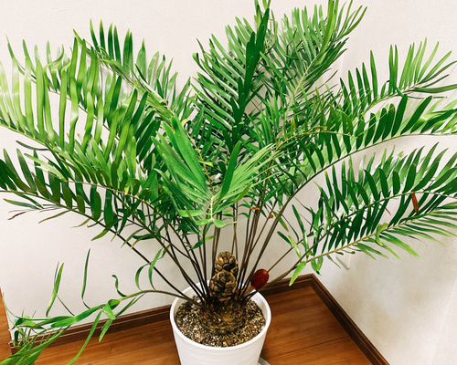 現品］ザミア フロリダーナ 蘇轍 観葉植物 大型 セラアート鉢 8