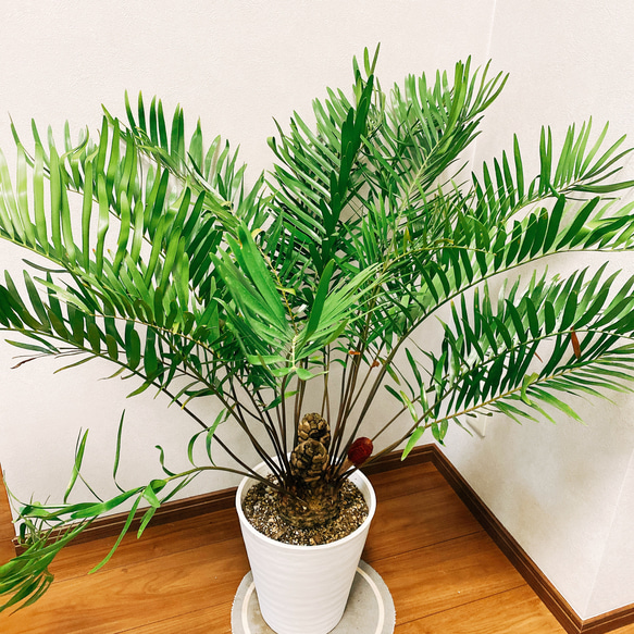 現品］ザミア フロリダーナ 蘇轍 観葉植物 大型 セラアート鉢 8
