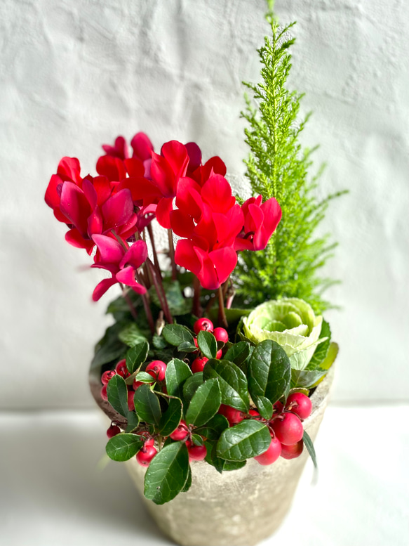 ☆sweetbasket☆季節のお花☆葉牡丹とシクラメンの寄せ植え☆ sweetbasket 季節のお花と葉牡丹寄せ植え ブリキプランター寄せ