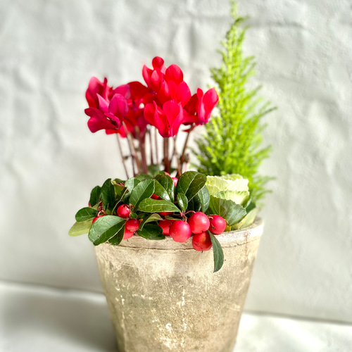 ガーデンシクラメンとハボタン＊冬の寄せ植え＊ホワイトモスポット