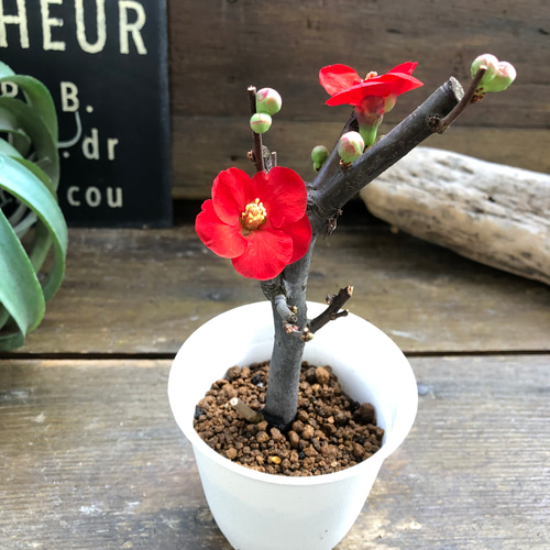 ボケ盆栽/ 紅花 ボケ盆栽/ 紅花 ボケ盆栽/ 紅花