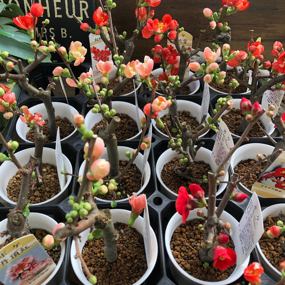 ボケ♡ミニサイズ♡観葉植物♡黒潮♡紅吹雪♡丹頂紅 5枚目の画像