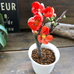 ボケ♡ミニサイズ♡観葉植物♡黒潮♡紅吹雪♡丹頂紅 8枚目の画像