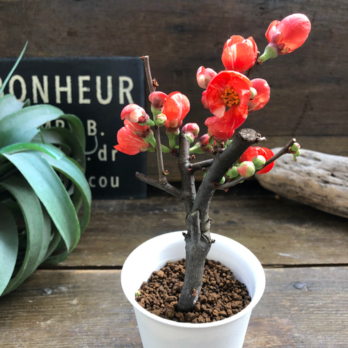 ボケ♡ミニサイズ♡観葉植物♡黒潮♡紅吹雪♡丹頂紅 アート