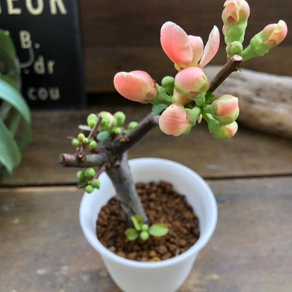 ボケ♡ミニサイズ♡観葉植物♡黒潮♡紅吹雪♡丹頂紅 18枚目の画像