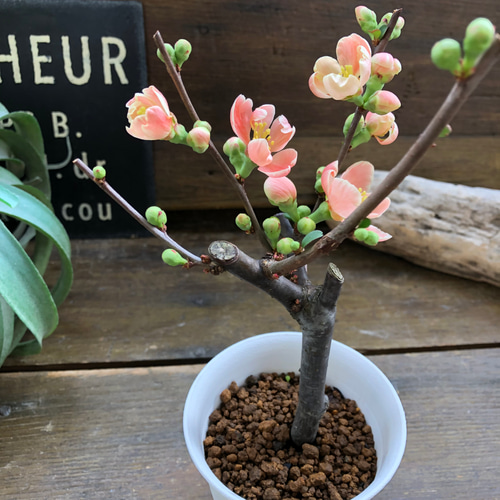 ボケ♡ミニサイズ♡観葉植物♡黒潮♡紅吹雪♡丹頂紅 アートフラワー