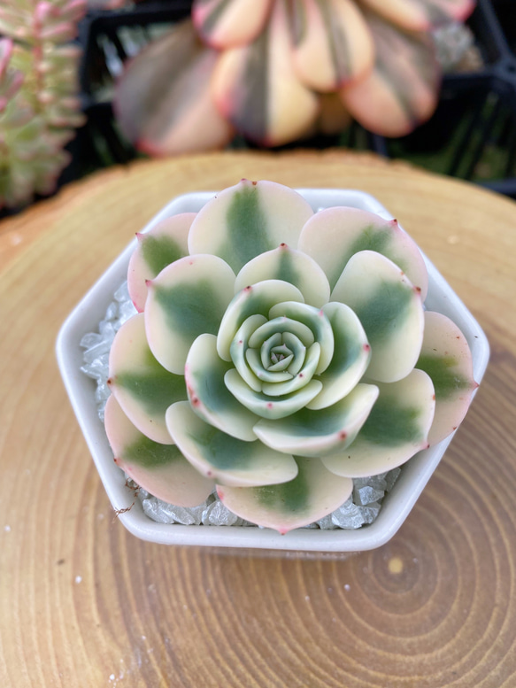 ルノーディーン 少し小さめ 多肉植物 寄せ植え 厳選韓国苗