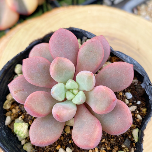 美苗 ポラリハート 少し大きめ 多肉植物 寄せ植え 厳選韓国苗 多肉植物