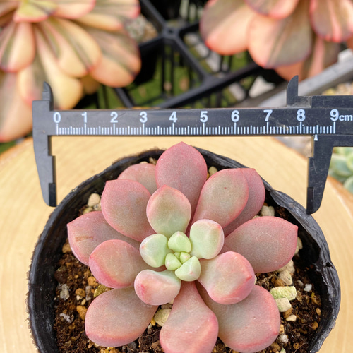 美苗 ポラリハート 少し大きめ 多肉植物 寄せ植え 厳選韓国苗 多肉植物