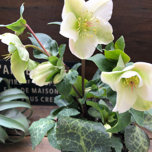 〈匿名発送〉77 クリスマスローズ 認定 モーリー 手鞠 株分け ホワイト 匿名発送〉77 クリスマスローズ 認定 モーリー 手鞠 株分け