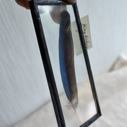 [under glass] カワセミ　5×10 ブラック 5枚目の画像