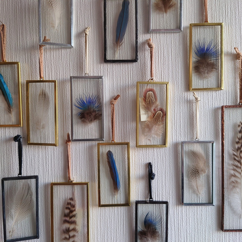 カワセミの羽標本 under glass] カワセミ 5×10 ブラック ハーバリウム・植物標本 stilla