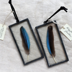 under glass] カワセミ 5×10 ブラック ハーバリウム・植物標本 stilla