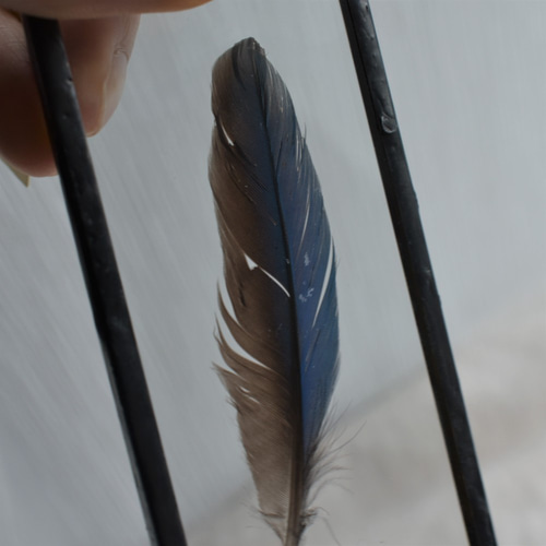 under glass] カワセミ 5×10 ブラック ハーバリウム・植物標本 stilla