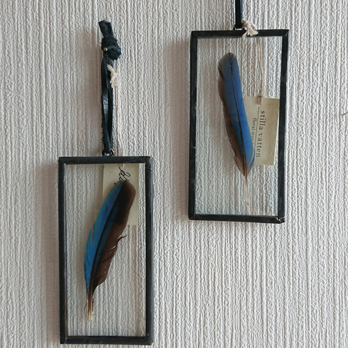 under glass] カワセミ 5×10 ブラック ハーバリウム・植物標本 stilla