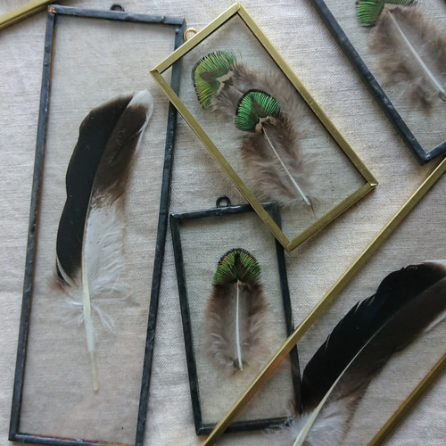 under glass] カワセミ 5×10 ブラック ハーバリウム・植物標本 stilla