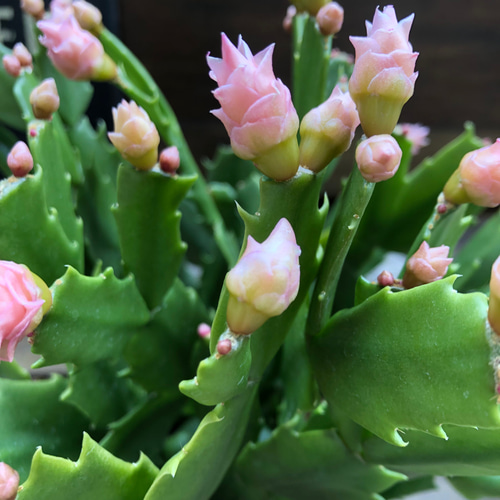 ピンクローズ♡新色♡デンマークカクタス♡バラ咲き アートフラワー