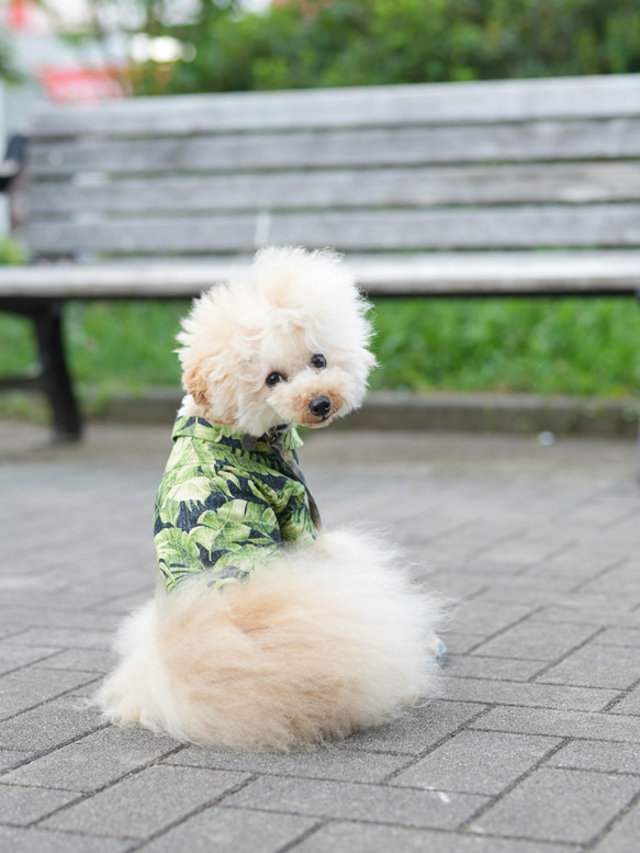 ワンちゃんとお揃いコーデ　アロハシャツ　リーフ柄　犬服 11枚目の画像