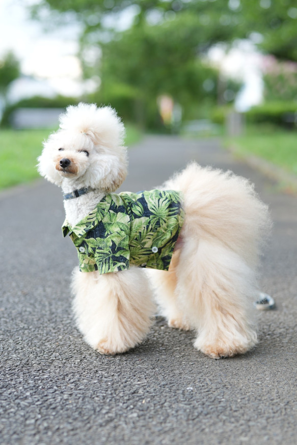 ワンちゃんとお揃いコーデ　アロハシャツ　リーフ柄　犬服 9枚目の画像