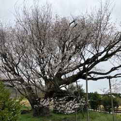 さくら巾着袋（染色工芸家 高津明美） 11枚目の画像