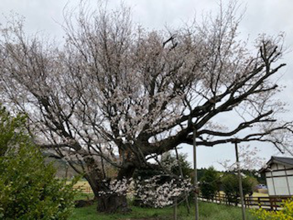 さくら巾着袋（染色工芸家 高津明美） 11枚目の画像