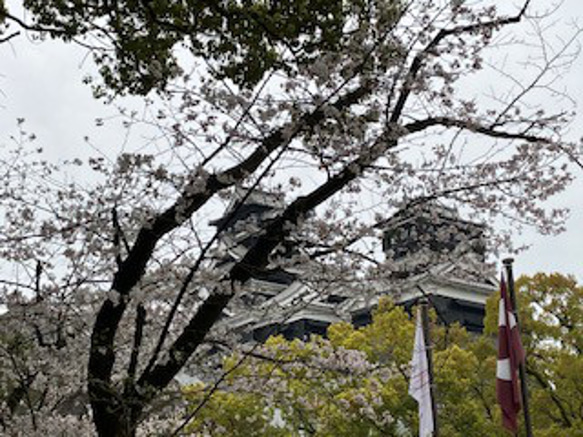 さくら巾着袋（染色工芸家 高津明美） 15枚目の画像