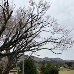 さくら巾着袋（染色工芸家 高津明美） 9枚目の画像