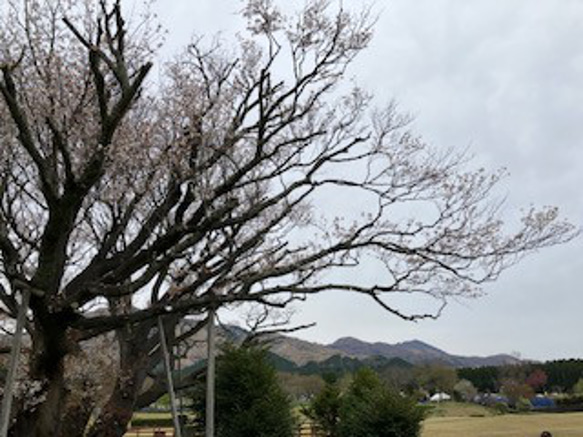 さくら巾着袋（染色工芸家 高津明美） 9枚目の画像