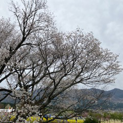 さくら巾着袋（染色工芸家 高津明美） 12枚目の画像