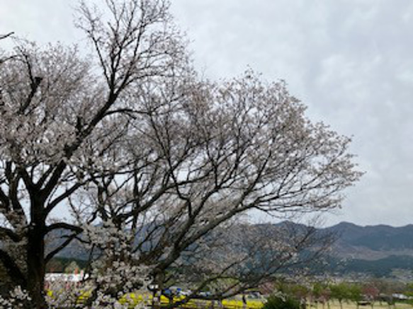 さくら巾着袋（染色工芸家 高津明美） 12枚目の画像