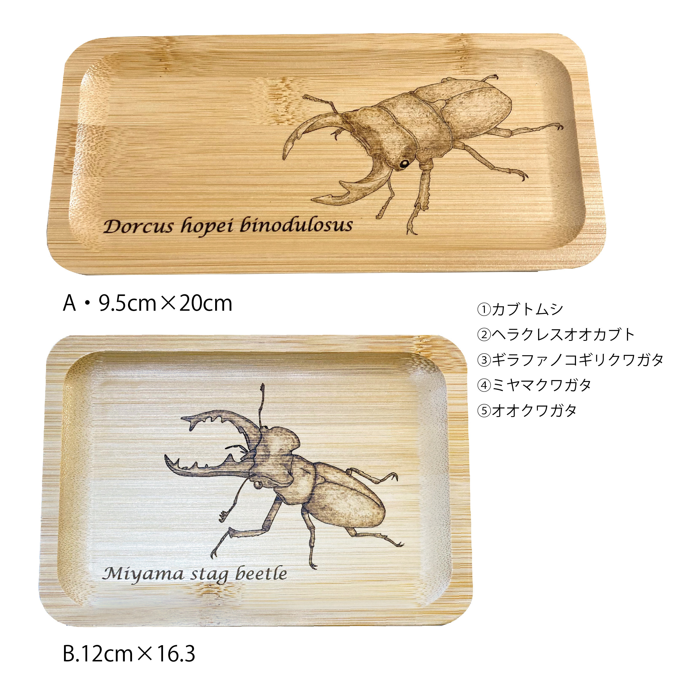 標本箱　バードウイング　2個セット　ウッド　木箱　クワガタ　カブトムシ　蝶々 標本箱 バードウイング 2個セット ウッド 木箱 クワガタ カブトムシ
