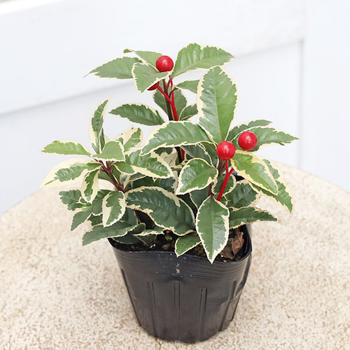 草花苗 斑入り ヤブコウジ 十両 3号 観葉植物 縁起物 多年草