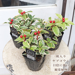 草花苗 斑入り ヤブコウジ 十両 3号 観葉植物 縁起物 多年草