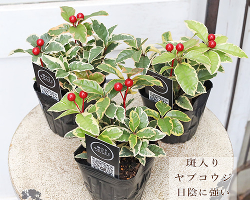 草花苗 斑入り ヤブコウジ 十両 3号 観葉植物 縁起物 多年草