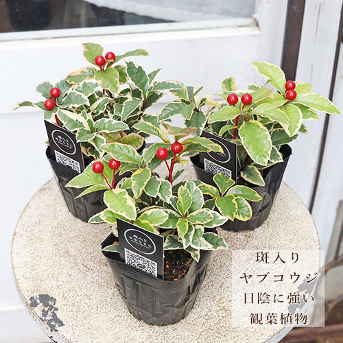 草花苗 斑入り ヤブコウジ 十両 3号 観葉植物 縁起物 多年草