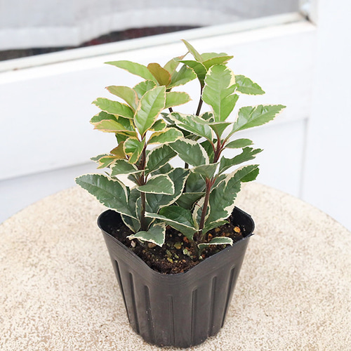 草花苗 斑入り ヤブコウジ 十両 3号 観葉植物 縁起物 多年草